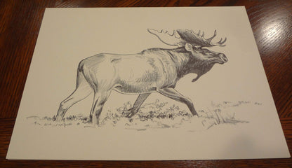 Wildlife of the Rockies (Art Prints)