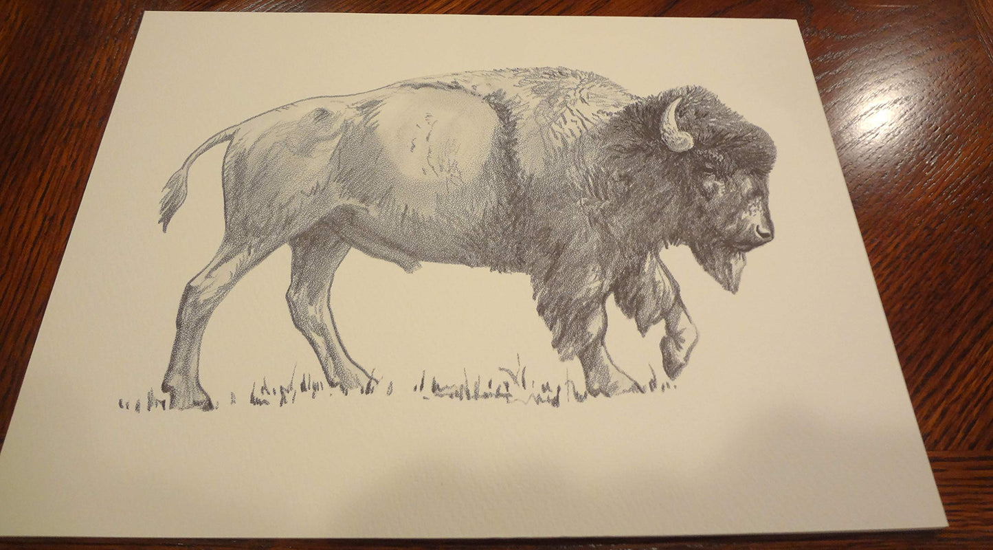 Wildlife of the Rockies (Art Prints)
