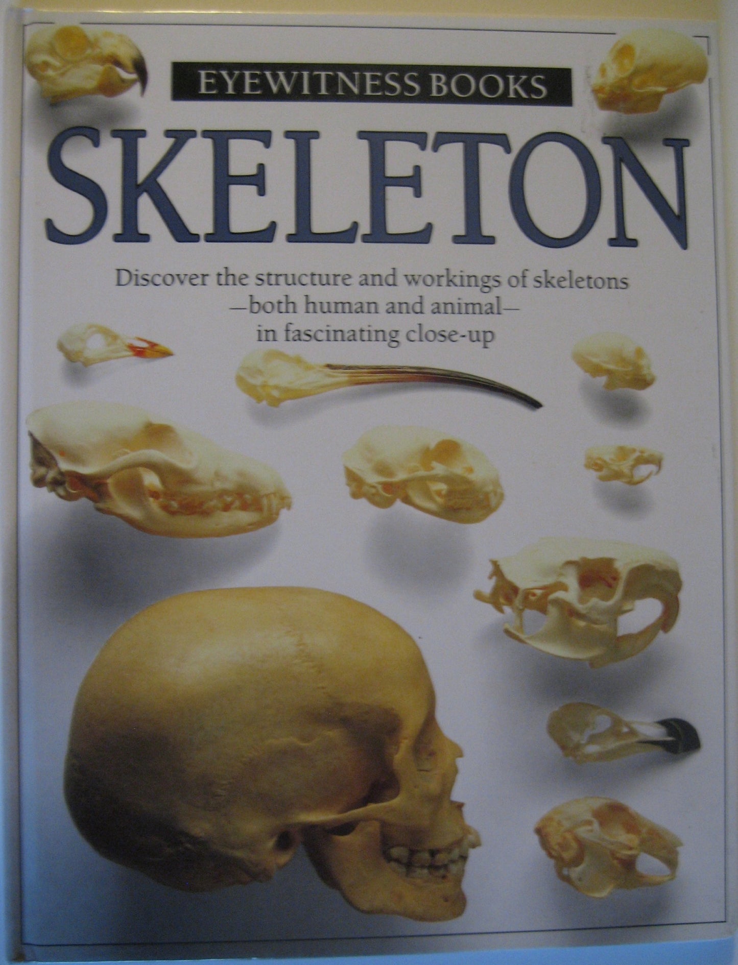 Skeleton