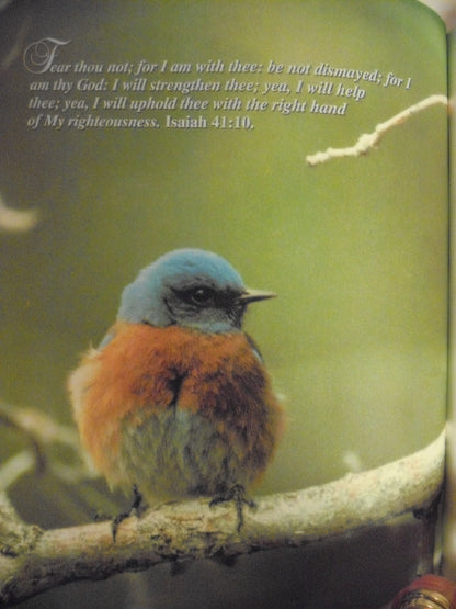 Peace Above the Storm