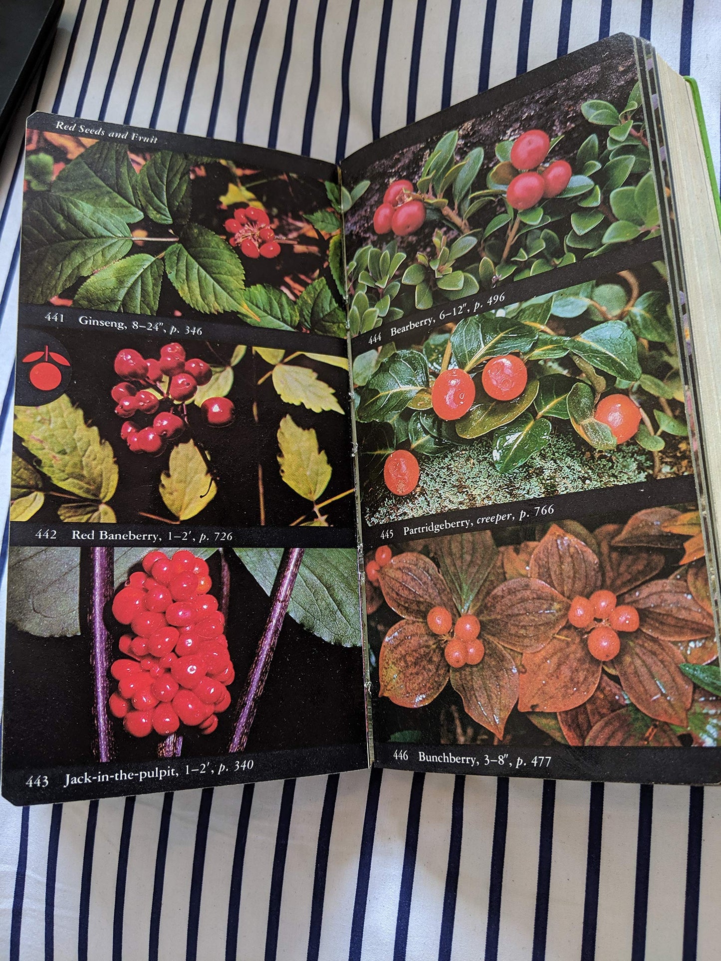 National Audubon Society Field Guide to North American Wildflowers (Eastern Region)