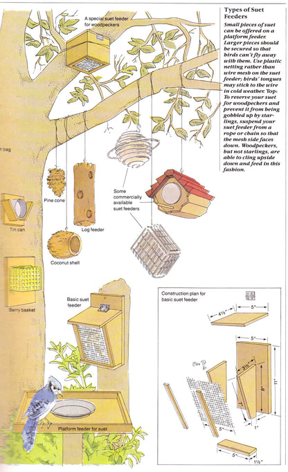How to Attract Birds