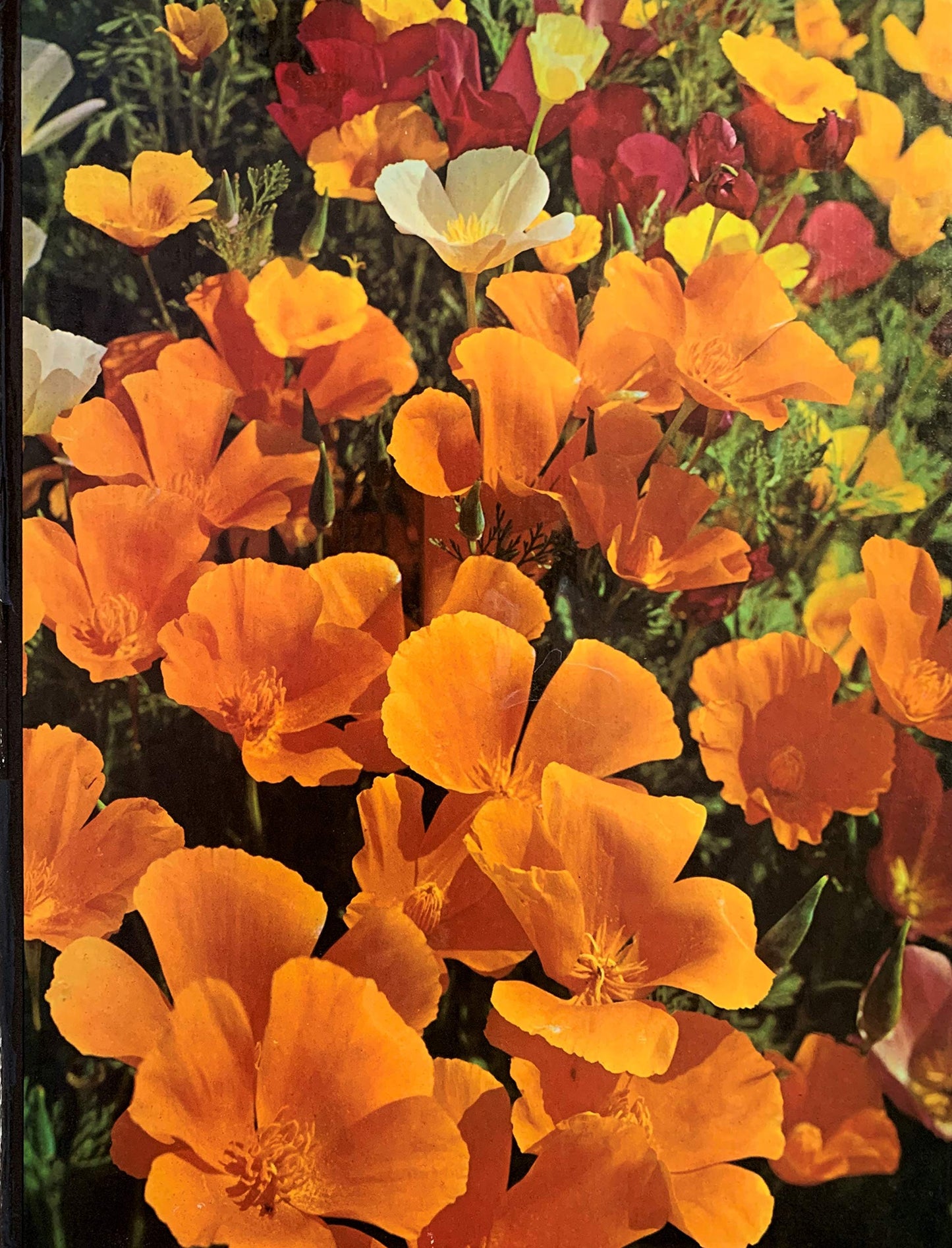 Annuals (The Time-Life encyclopedia of gardening)