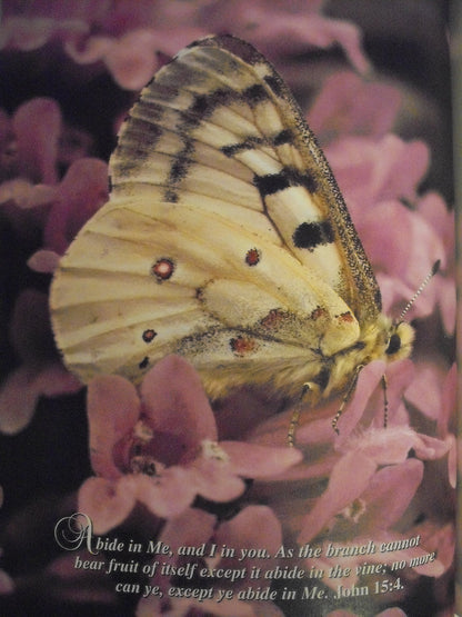 Peace Above the Storm