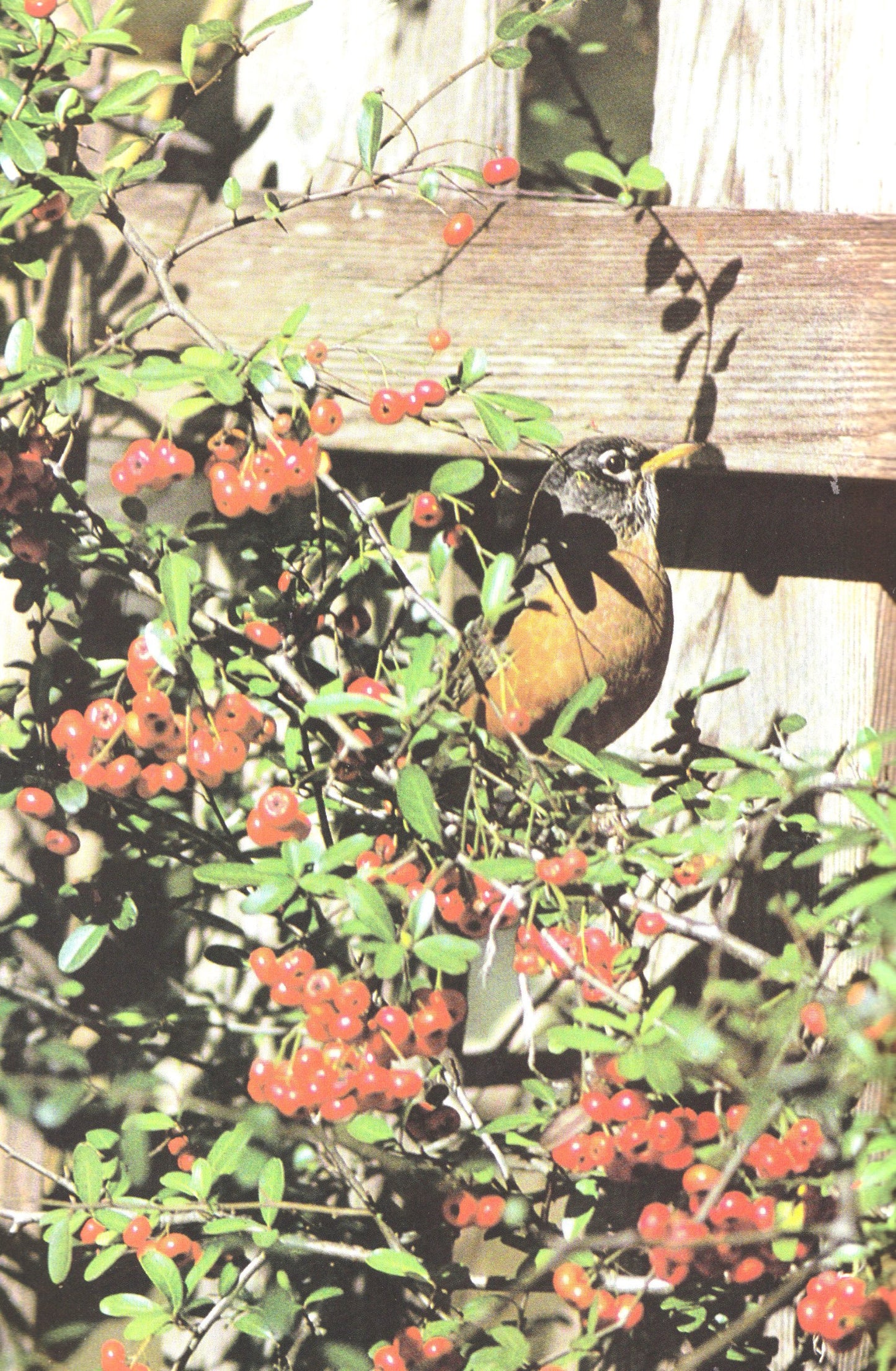 How to Attract Birds