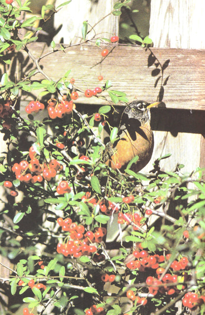 How to Attract Birds