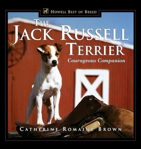 Jack Russell Terrier