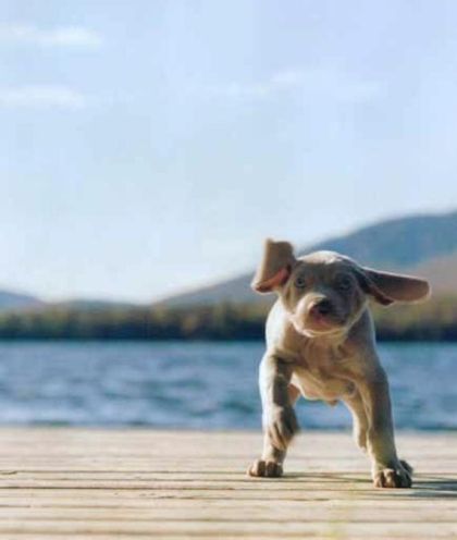 William Wegman Puppies