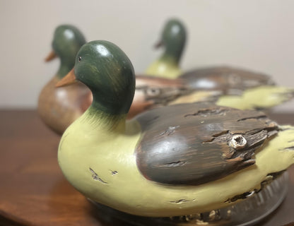 Waddling or Flock of Three Duck Decoys. Hand-Painted.  Life-Like.